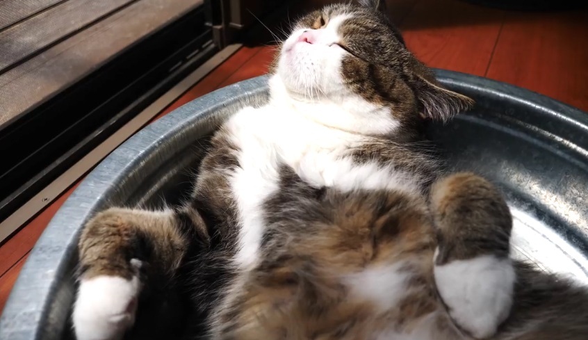 Maru Relaxing In The Metal Tub