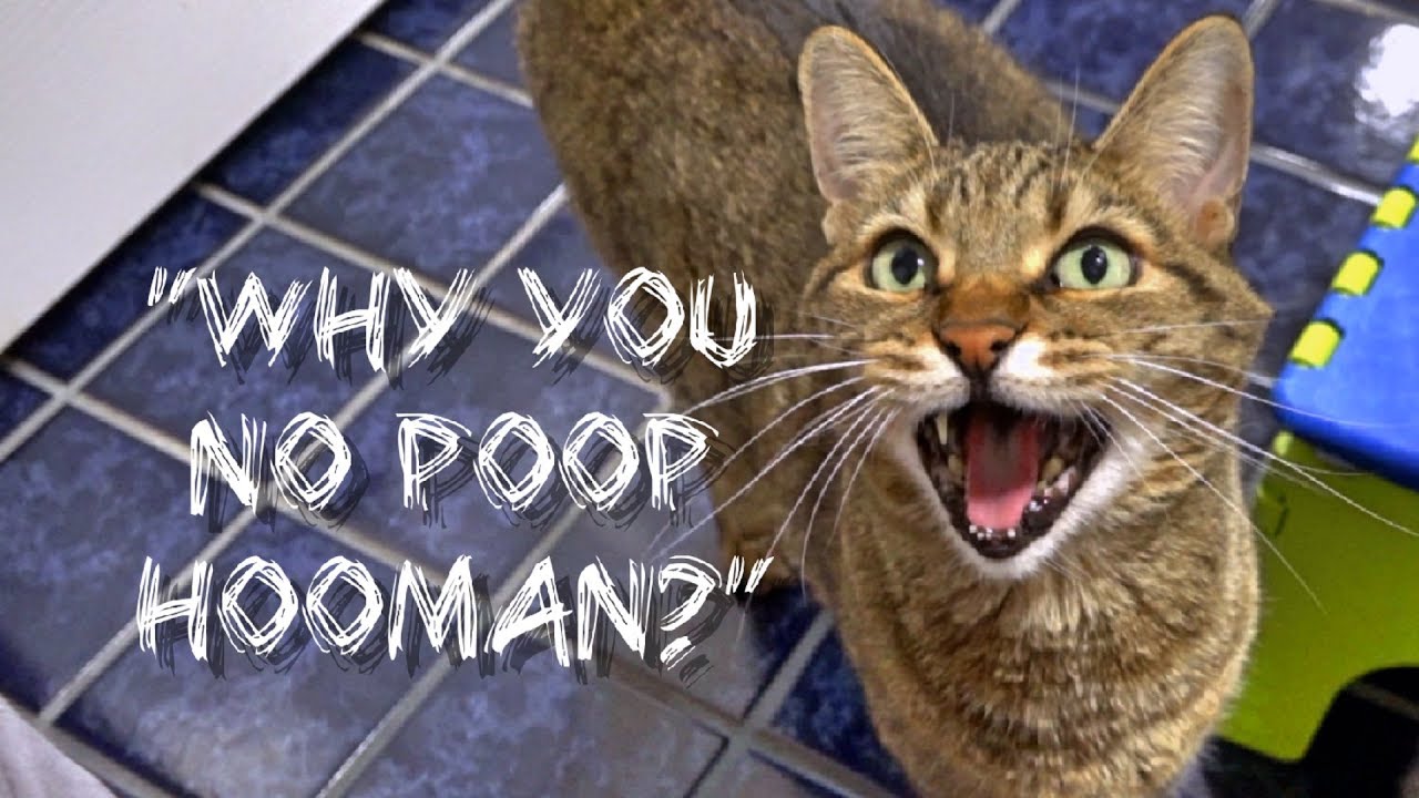 So cats might be poop experts?