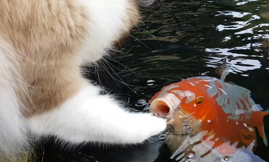 Cute Interaction Between Cat And Fish