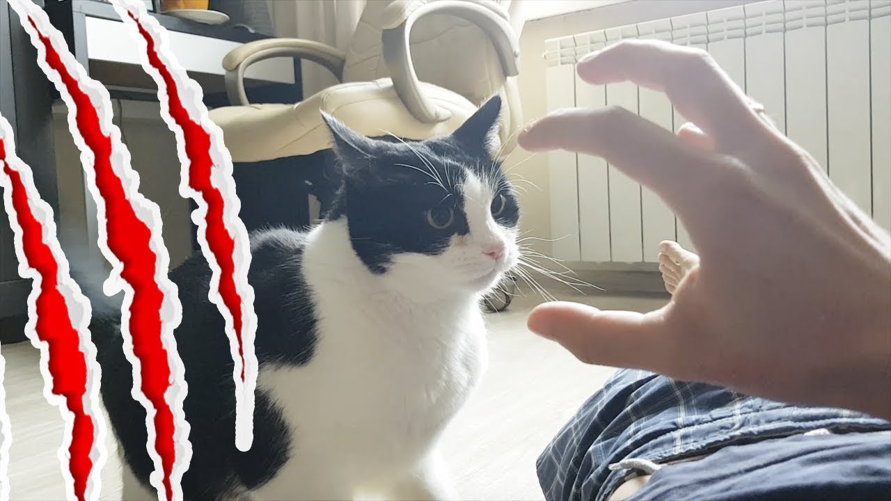 The mighty battle of the cat and the giant claw