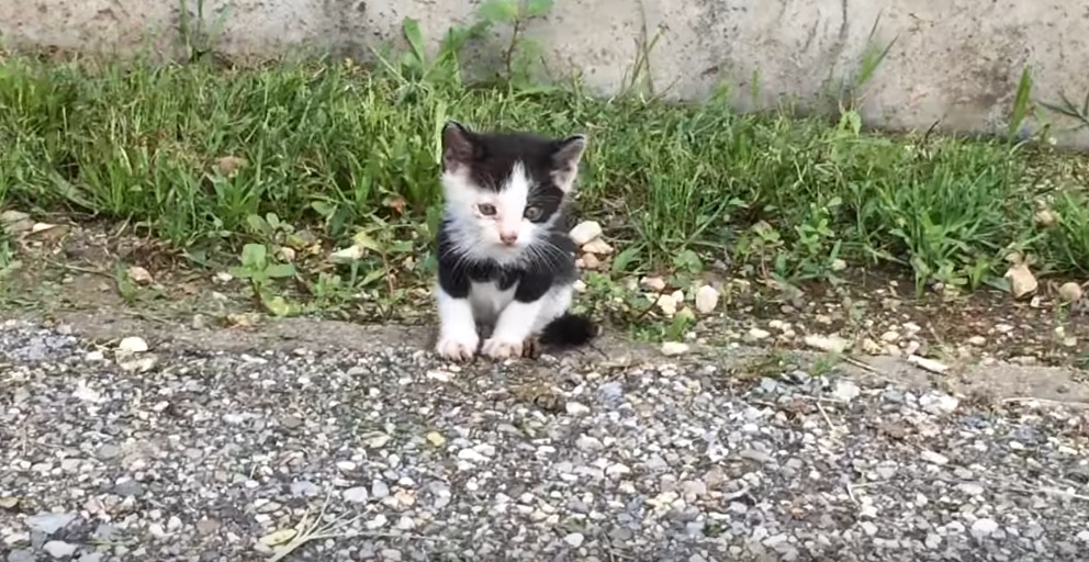 Abandoned Kitten Rescued From Street