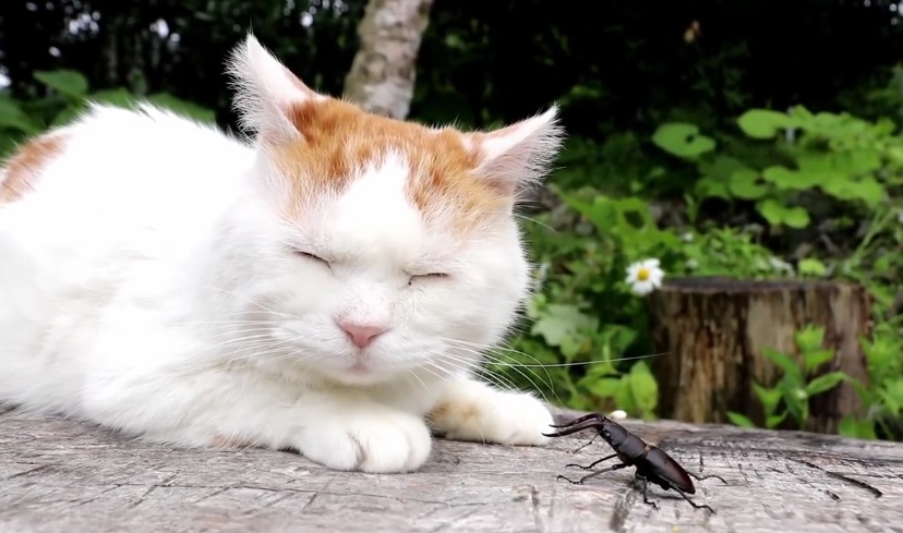 Shiro Chilling Out With A Beetle