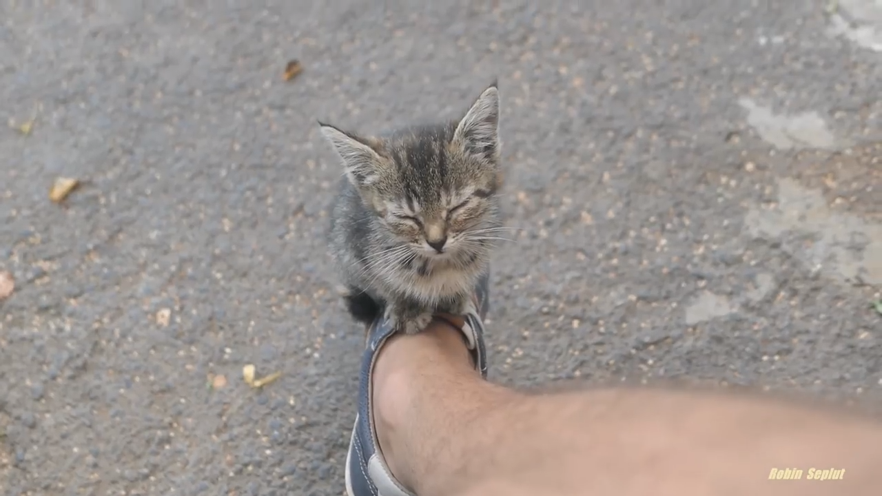 A cute stray kitten