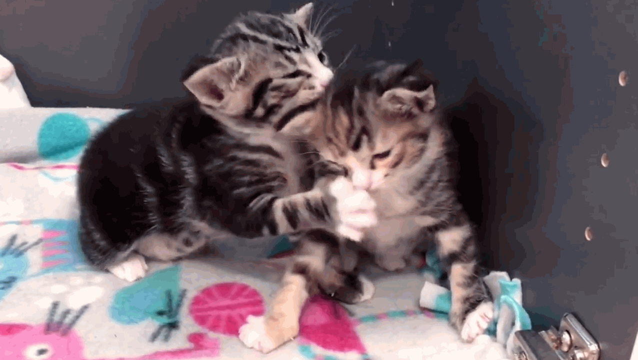 Intense wrestling match between two tiny kittens