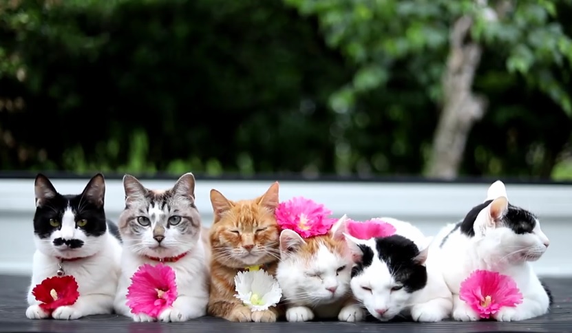 Cute Cats Sitting Outside