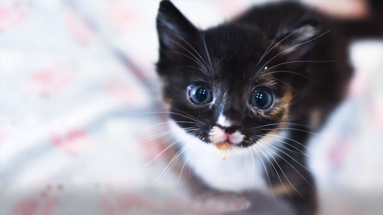 Meet Aura, the cute kitten that defied all odds