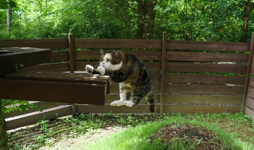 Maru And Hana In Slow Motion