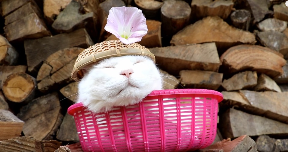 Shiro Relaxing In The Basket