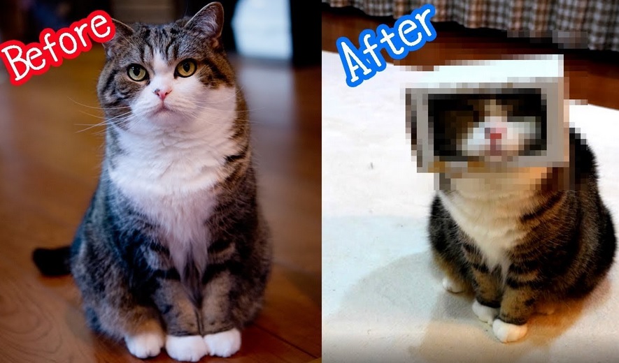 Maru Transforms Himself