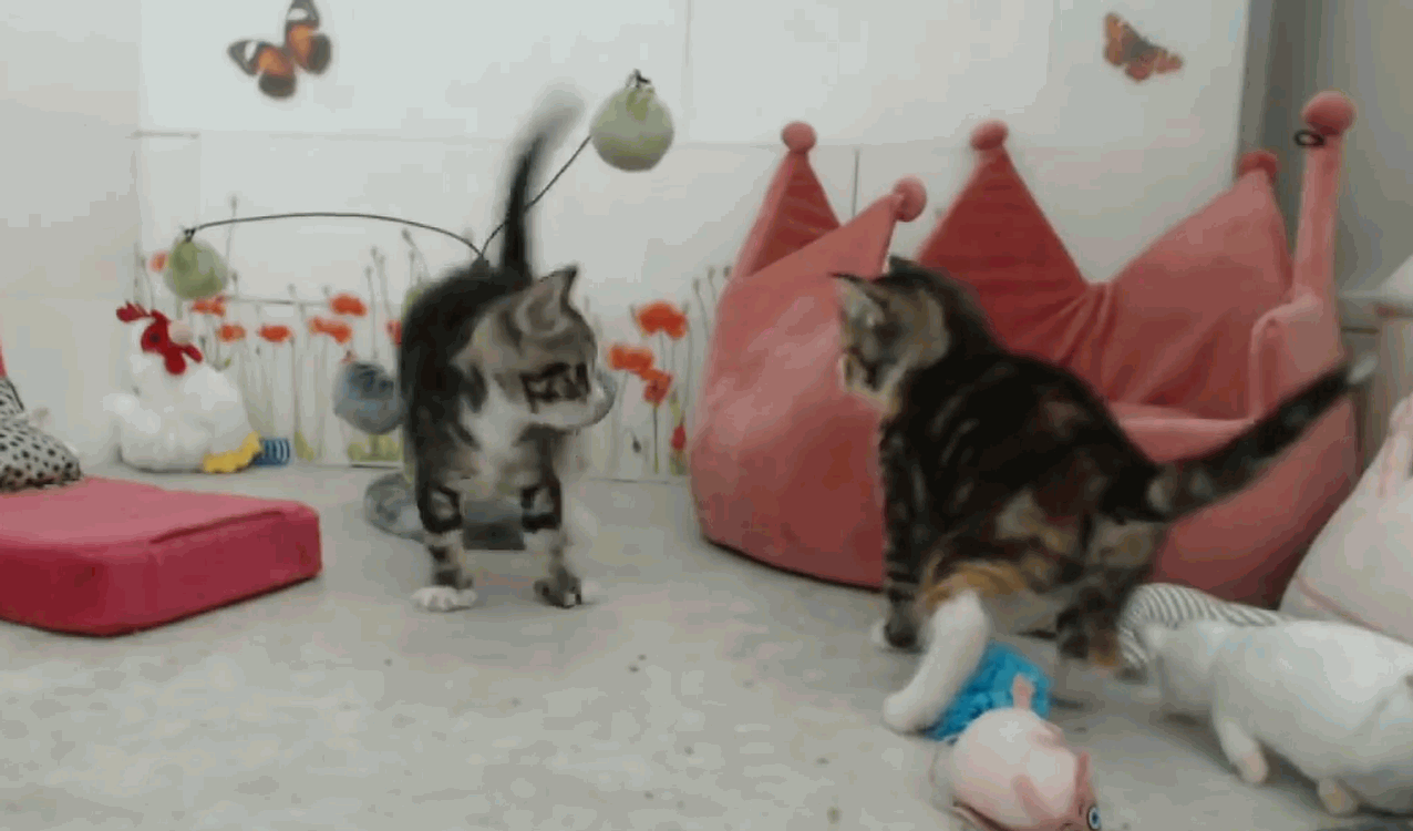 Playful kittens