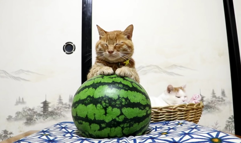 Guardians Of The Watermelon