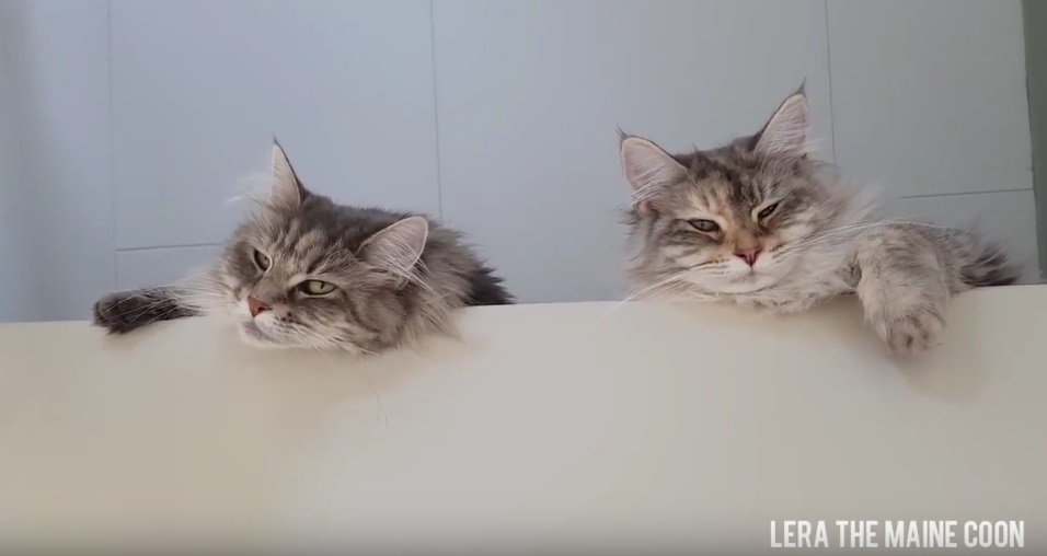 Main Coon Cats Chilling