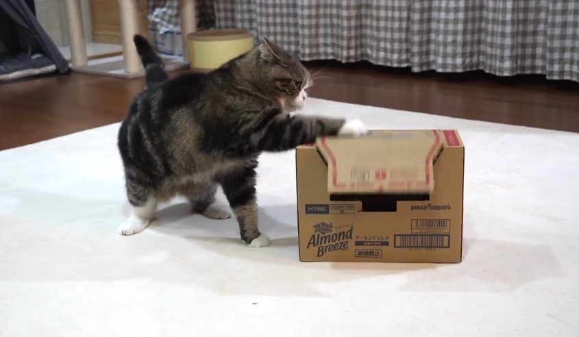 Maru Fails To Get Into The Box