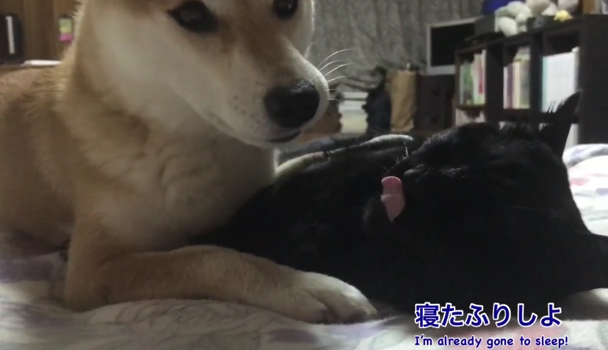 Playful Shiba Inu And Sleepy Cat