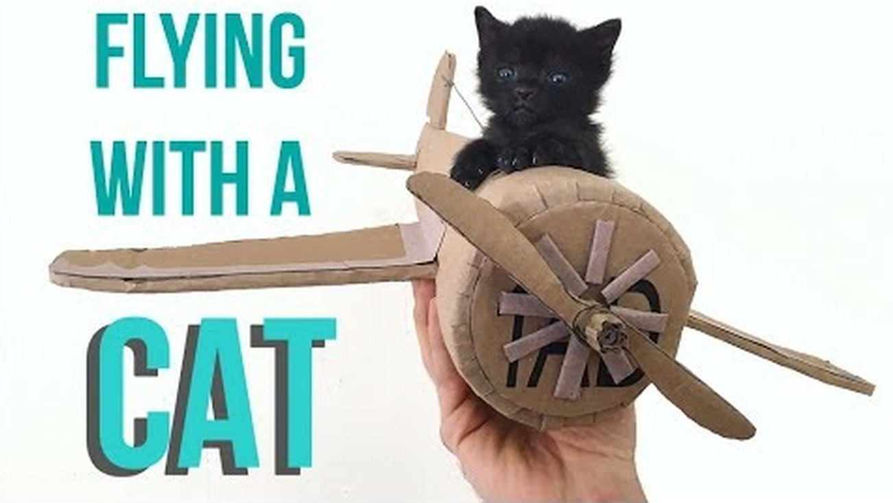 Some tips on how to fly with your cat