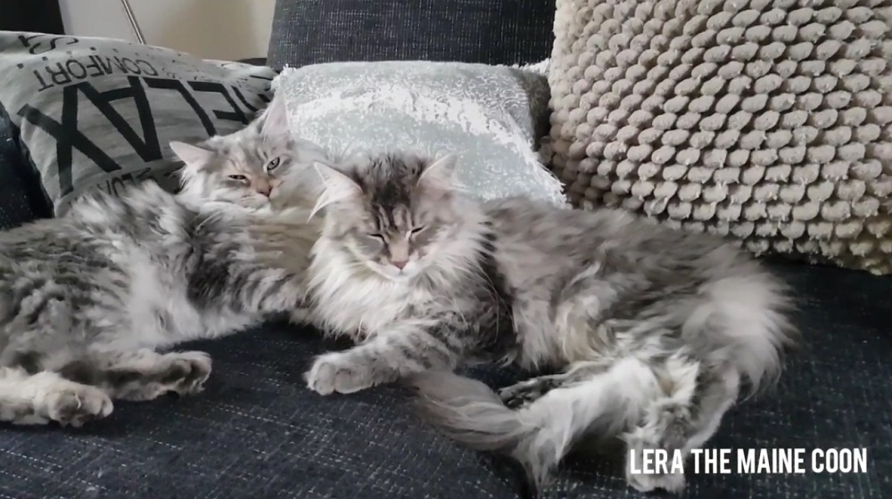 Beautiful Maine Coons Relaxing