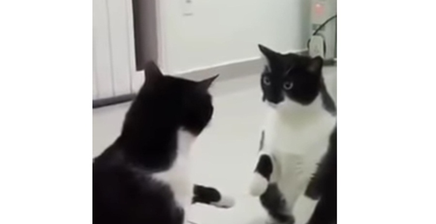 Cat Learns About Mirror