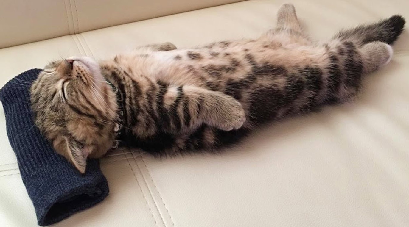 Munchin Kitten In Deep Sleep