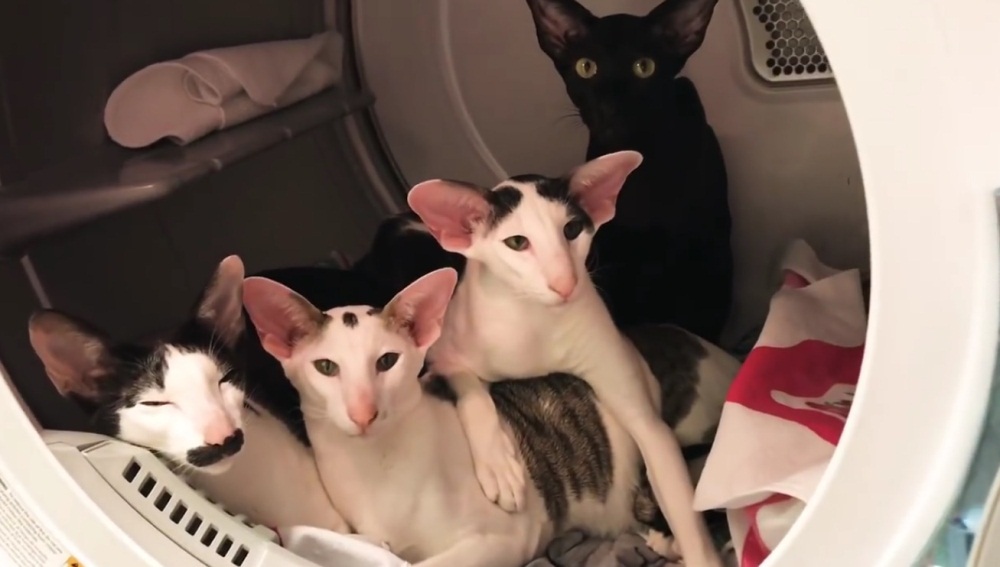 Laundry Day With Dobby Cats