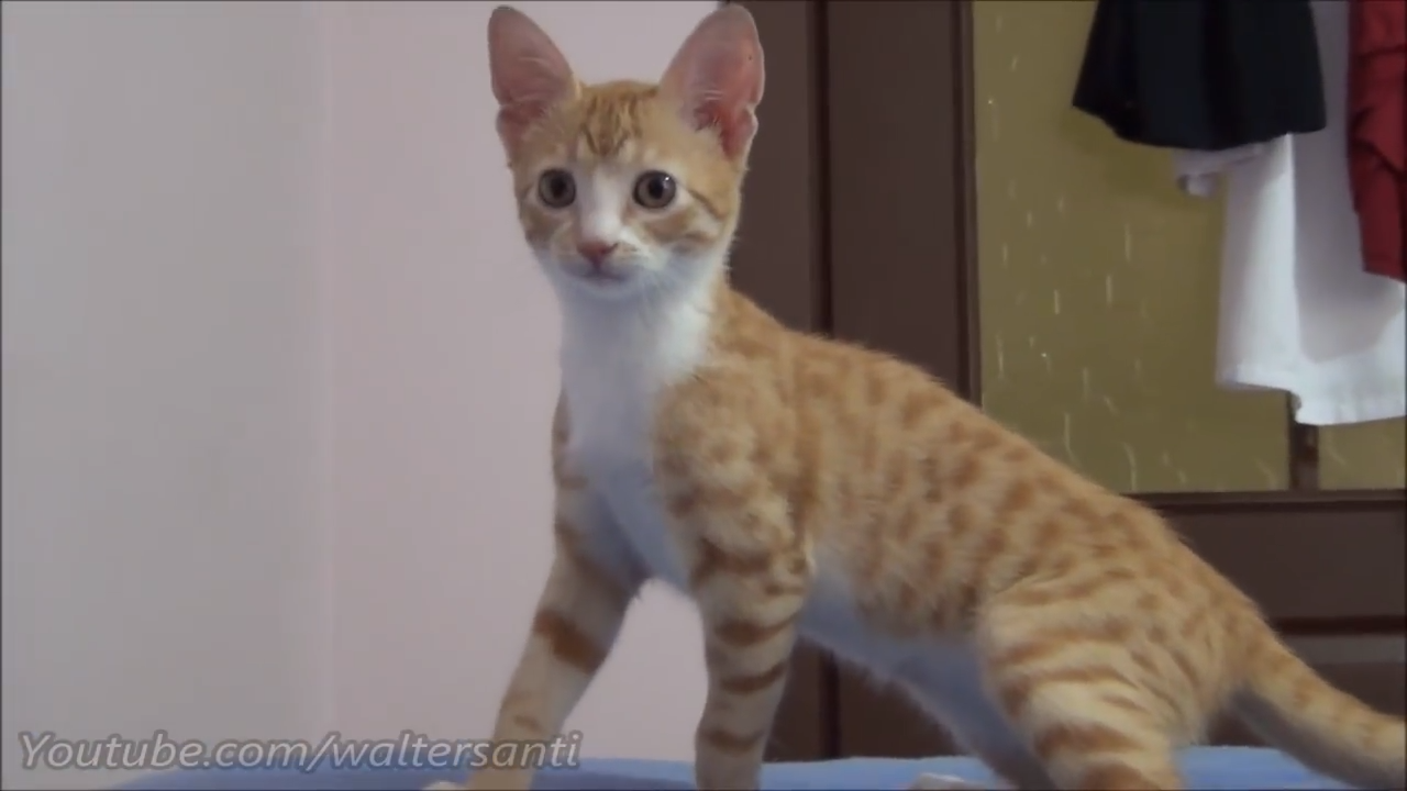 Indy - One playful ginger kitten