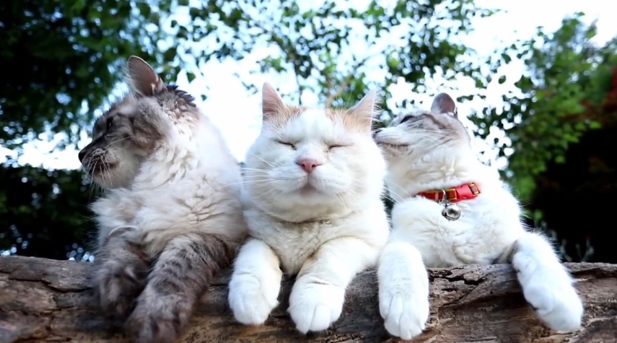 Peaceful Cats Outside