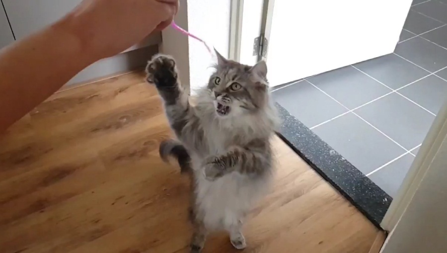 Maine Coon Slow Motion Attack