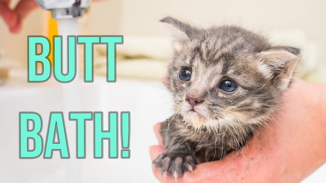 How to give butt bath to tiny kittens