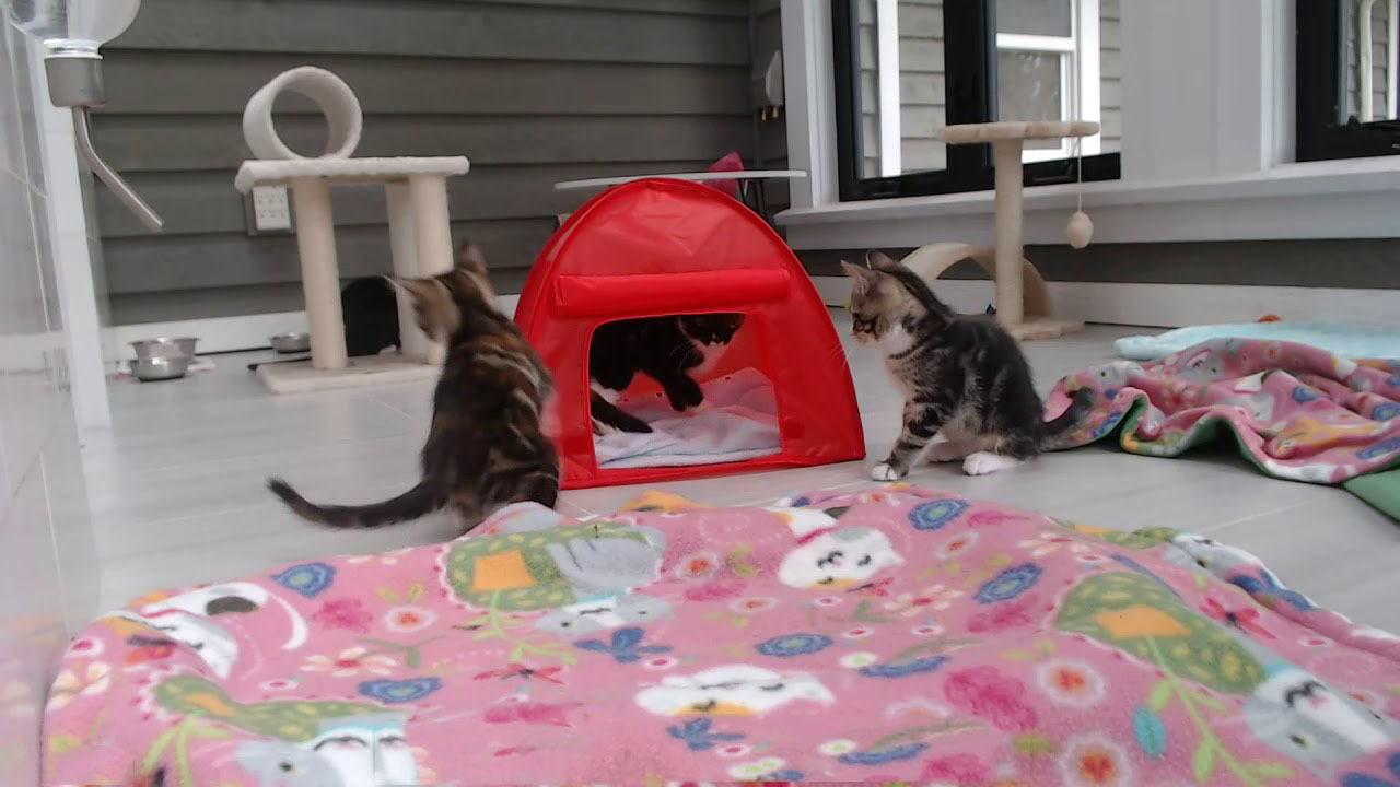 Kitten tent and playful kittens