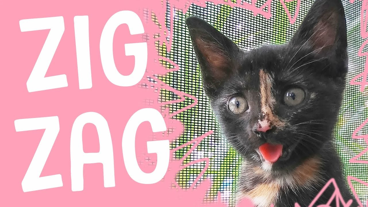 Meet Zig Zag - A ferocious and playful kitten