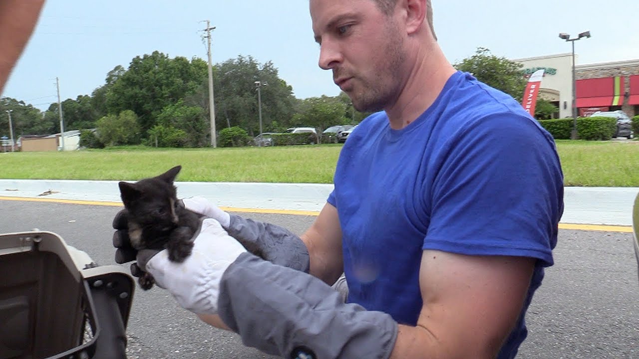 Tiny kitten rescued from underneath a car