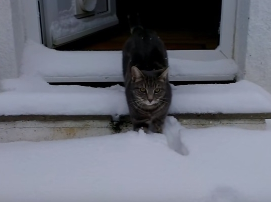 Cat Enjoys Playing In Snow