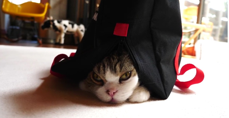 Maru Wears The Black Bag