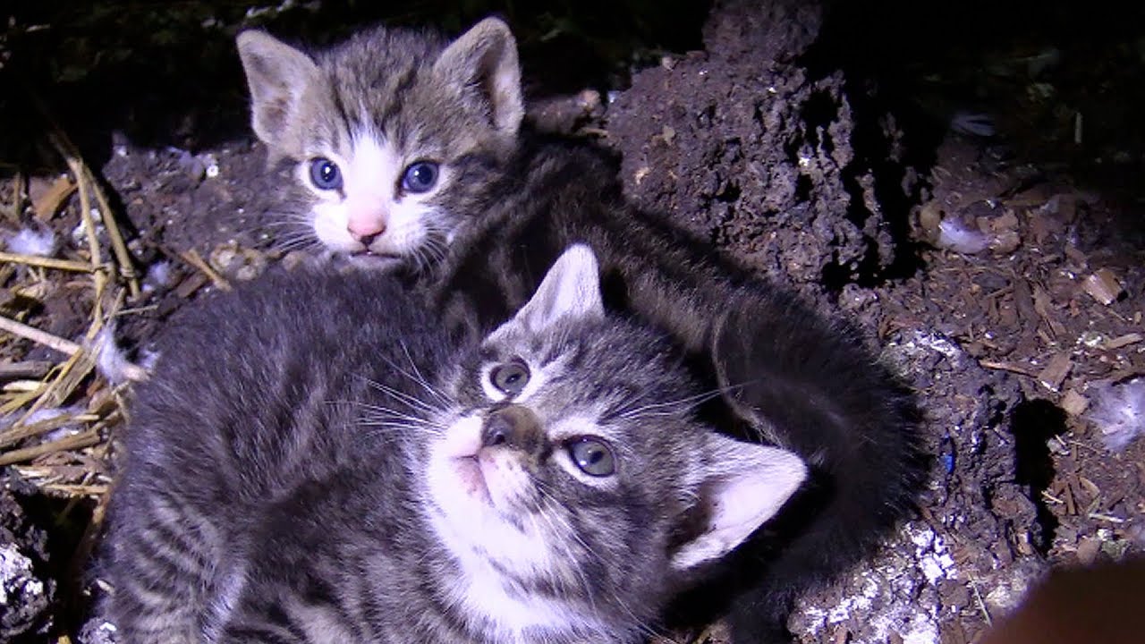 Rescuing more than 60 cats and kittens from an old farm