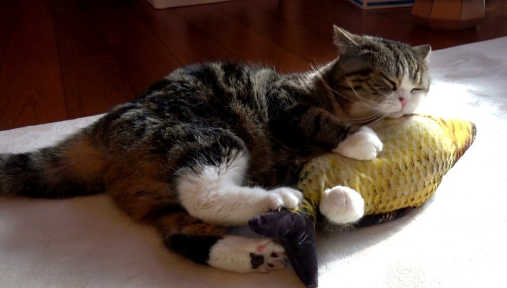 Maru Plays With Fish