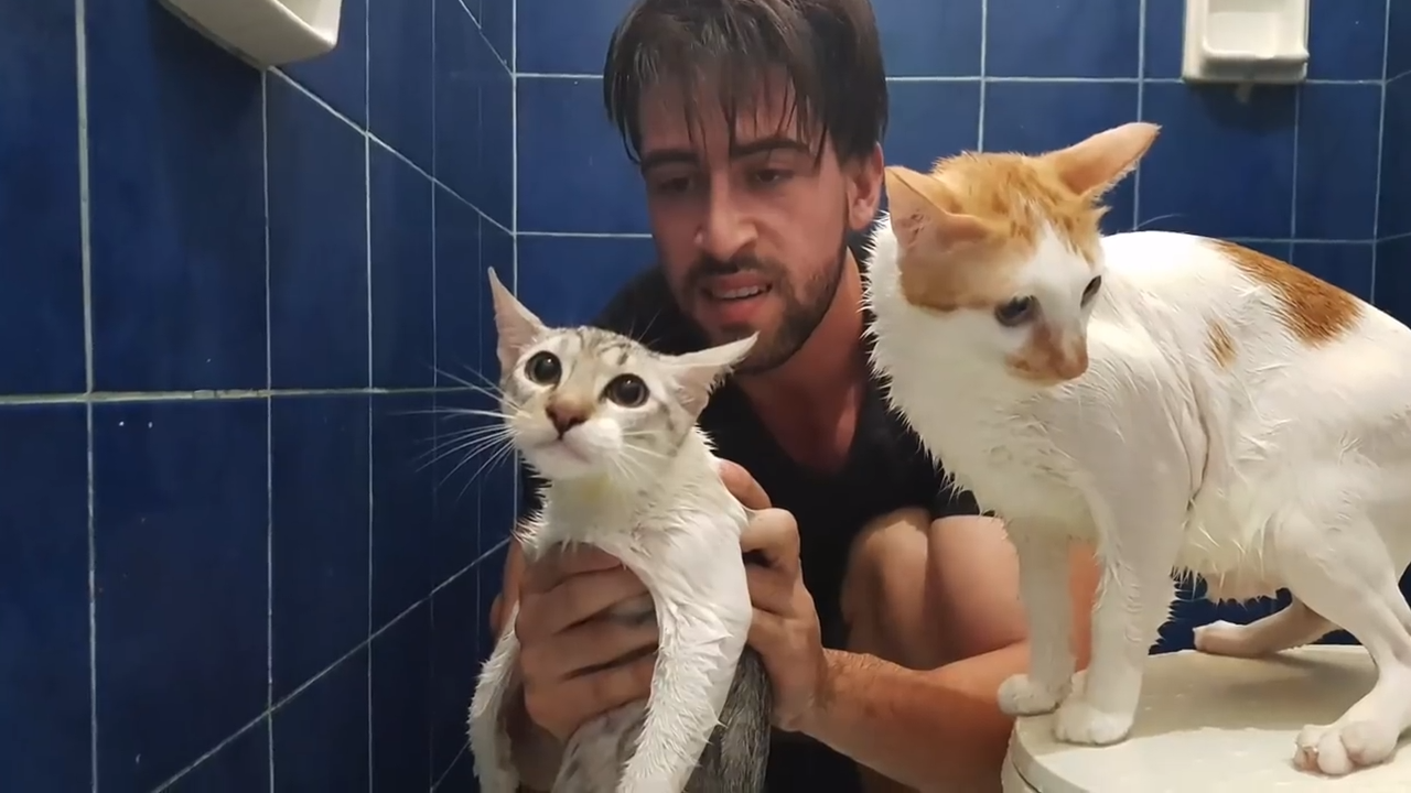 How to bathe two cats and not die