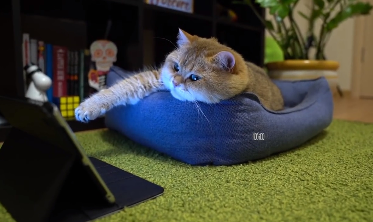 Hosico Watching The News