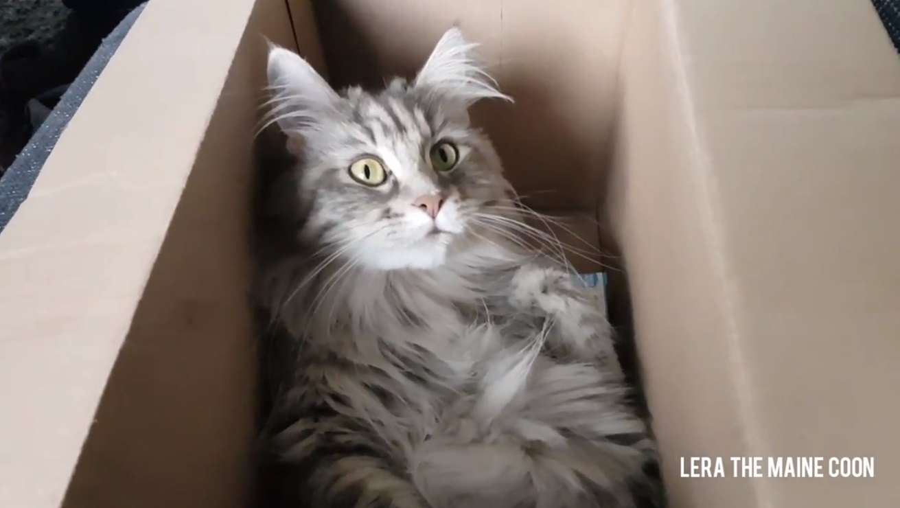 Lera The Maine Coon Loves Her Box