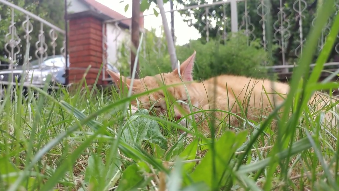 Gale Enjoying The Garden