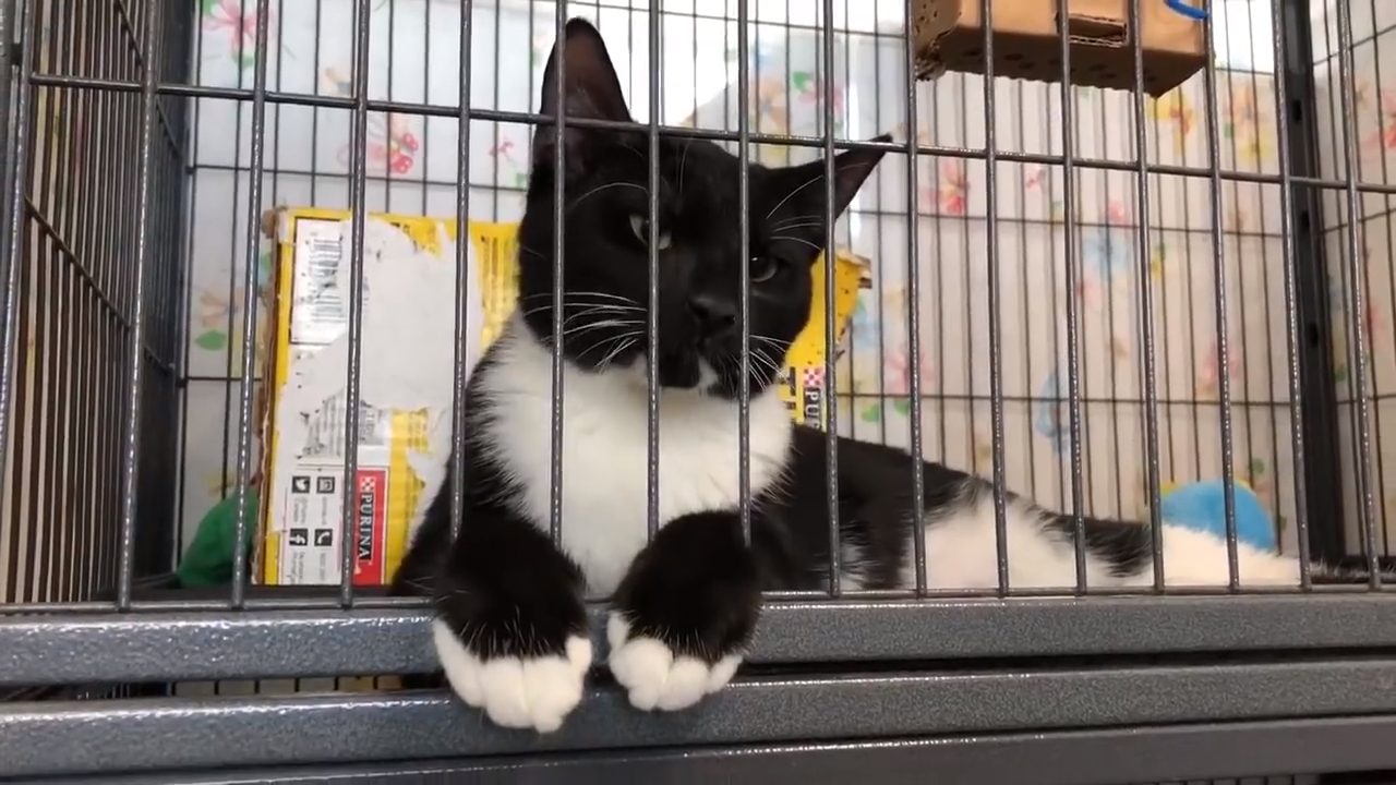 A visit at a massive cat shelter