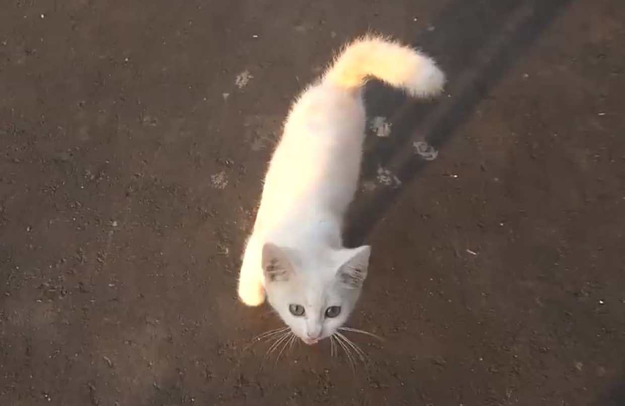 Kind hooman gives food to a cute stray kitten