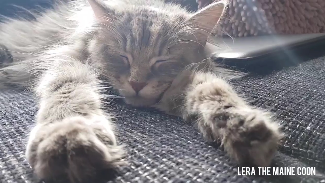 Lela The Maine Coon Compilation
