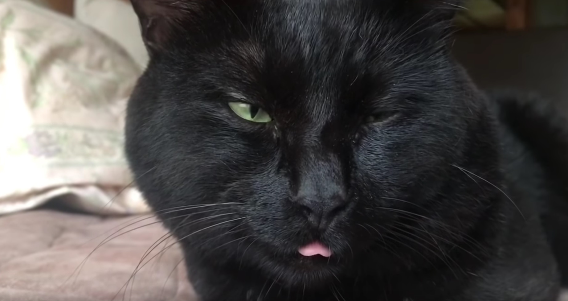Sleepy Cat WIth Tongue Out