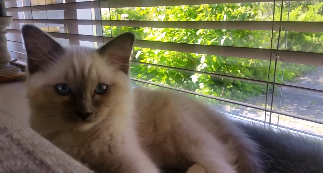 Ragdoll Kitten To Cat 1 Year In 5 Minutes