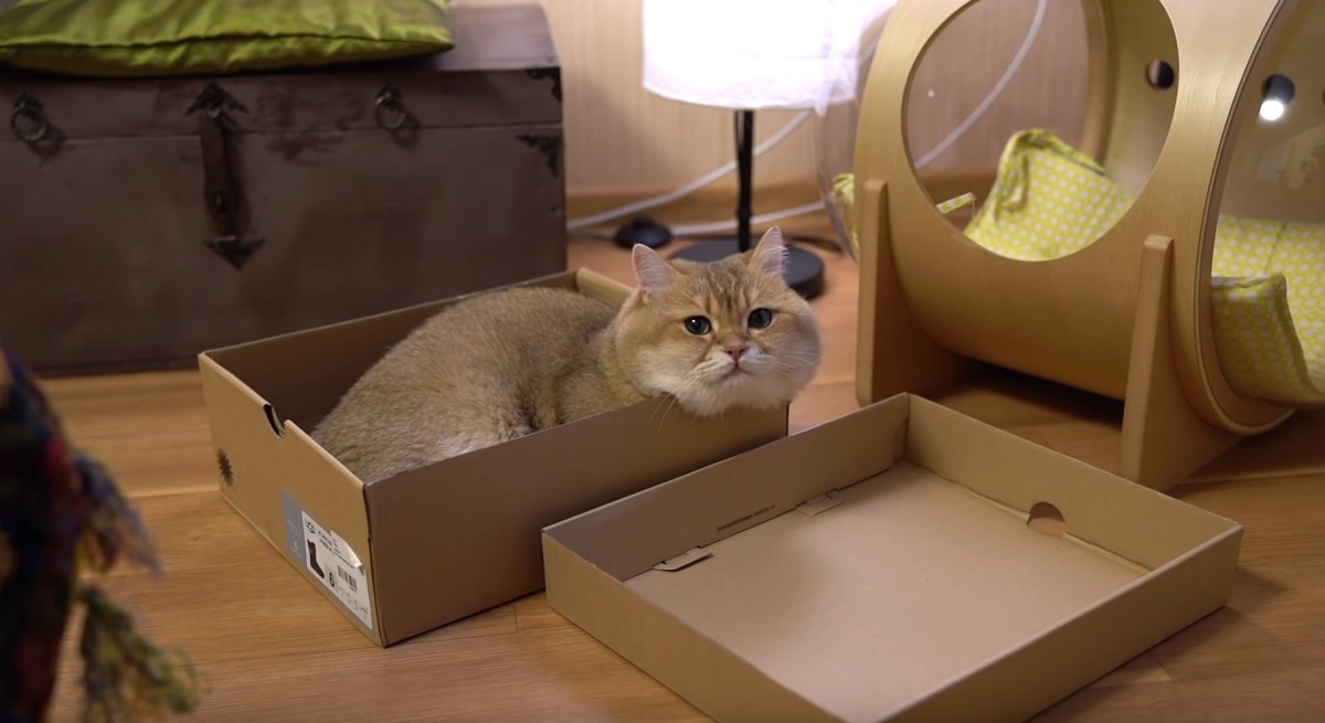 Hosico Gets Comfy In The Box