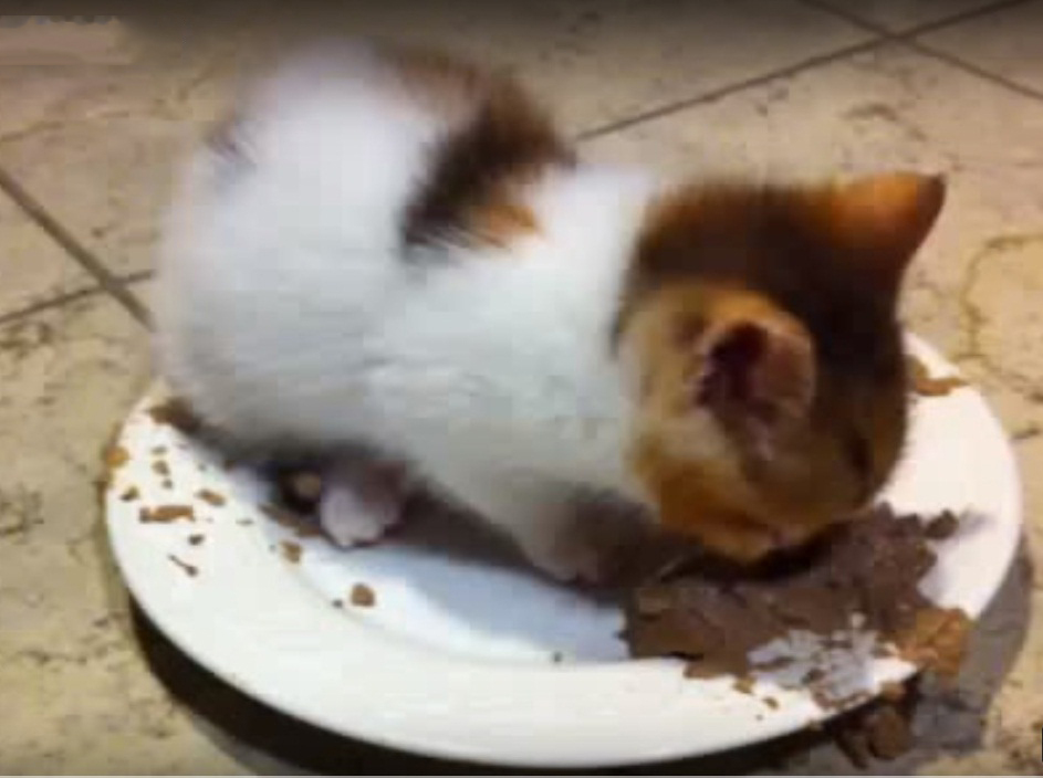 Little cute kitten purring in food