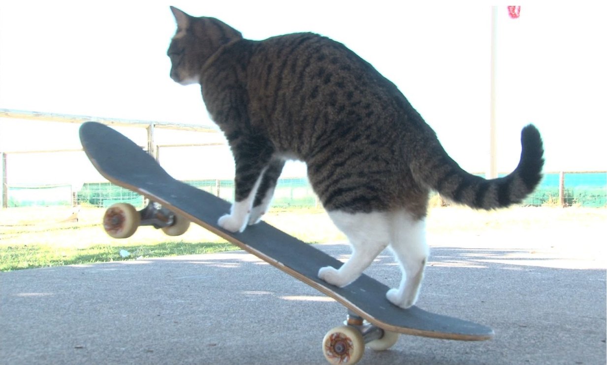 The adventures of the skateboarding cat