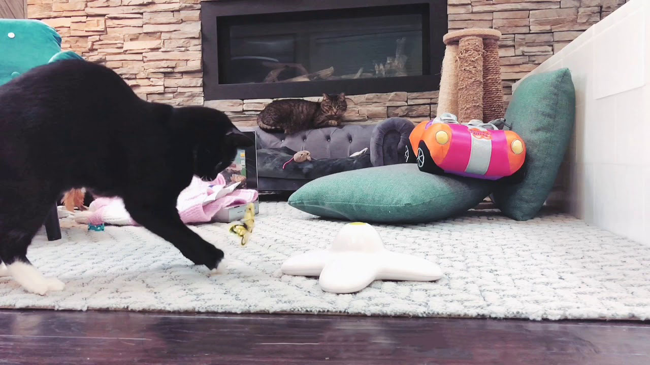 Black cat playing with a toy butterfly in slow motion