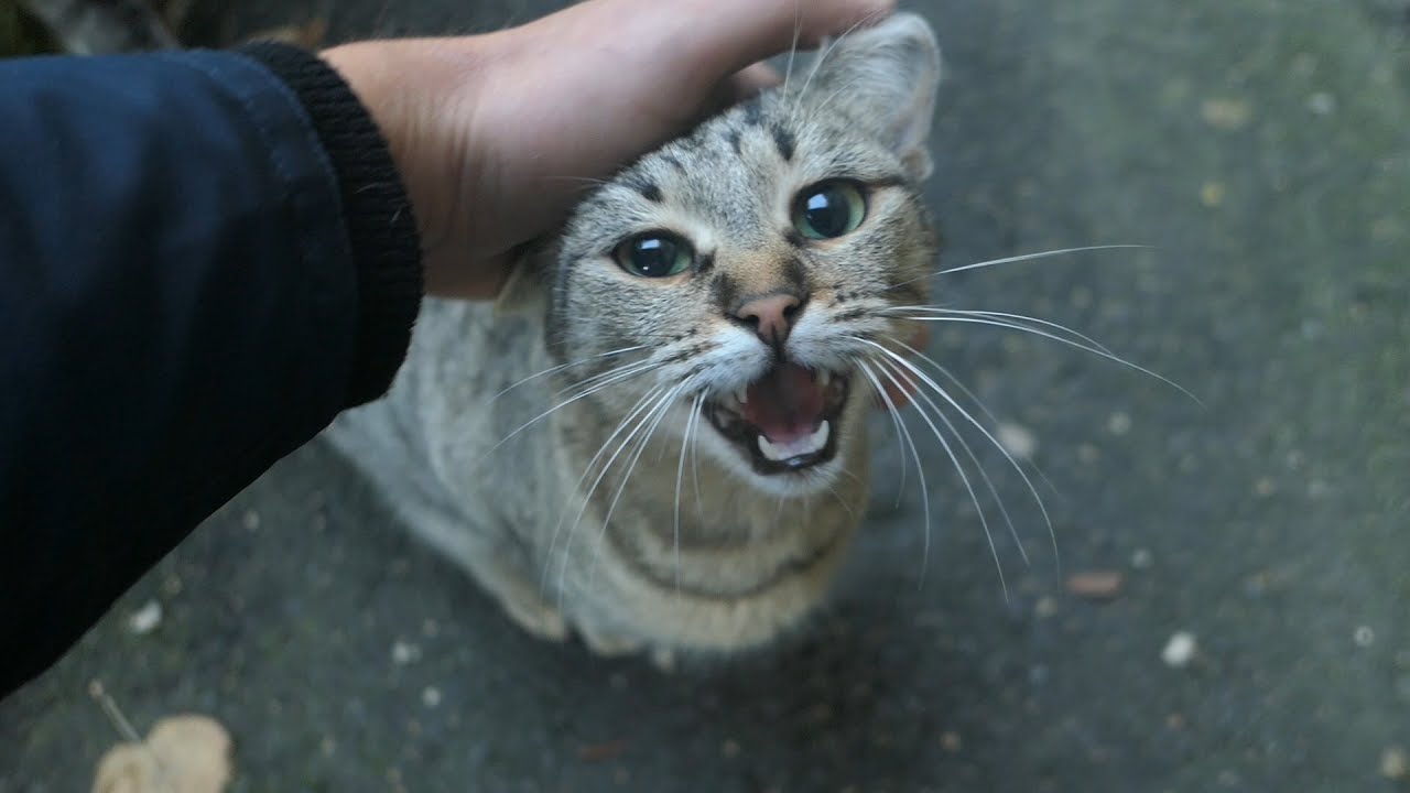 A stray cat with a really loud meow