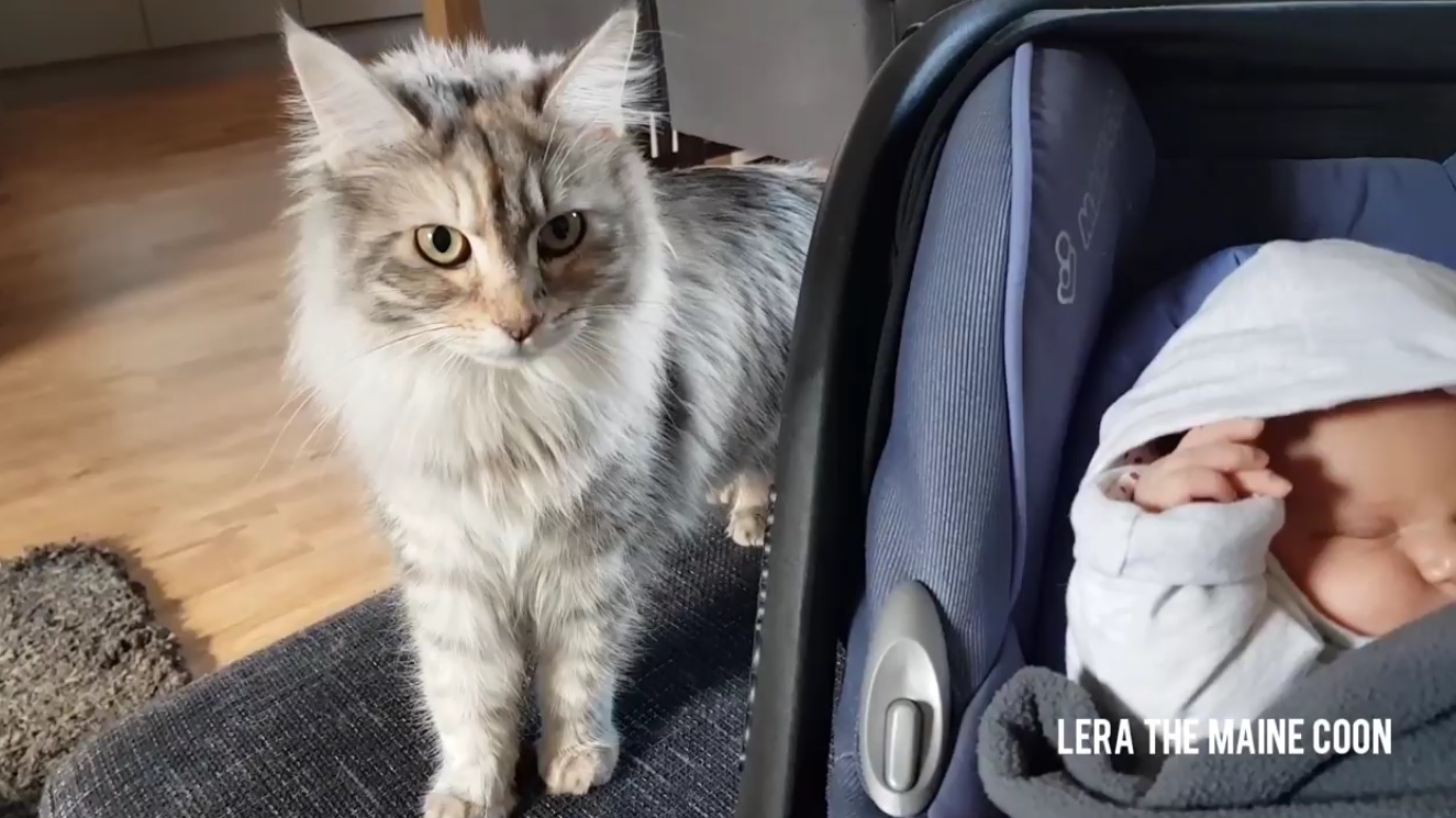 Lera The Maine Coon Meets Baby