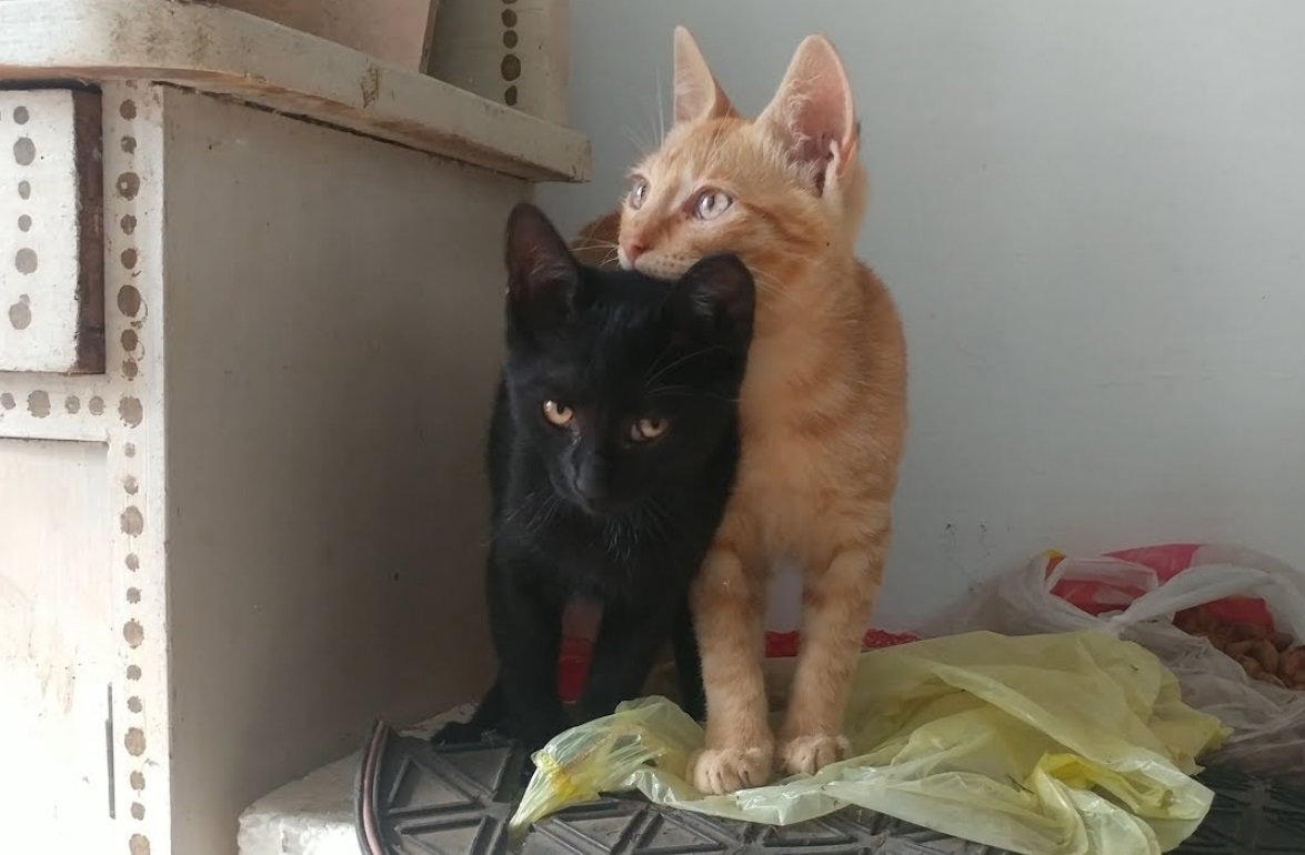 Cute New Kittens
